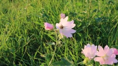 Gün batımının ışınları çayır otlarını ve çiçekleri kırar.