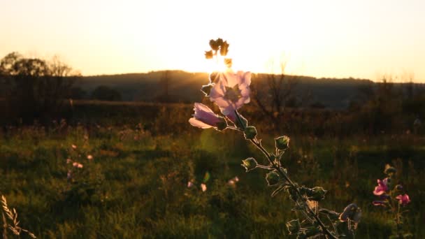 Промені Заходу Сонця Прориваються Через Лугові Трави Квіти — стокове відео