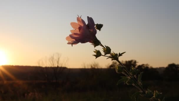 Stralen Van Zonsondergang Breken Door Het Weide Gras Bloemen — Stockvideo