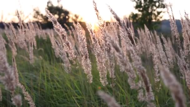 Promienie Zachodu Słońca Przebić Się Przez Trawę Łąkę — Wideo stockowe