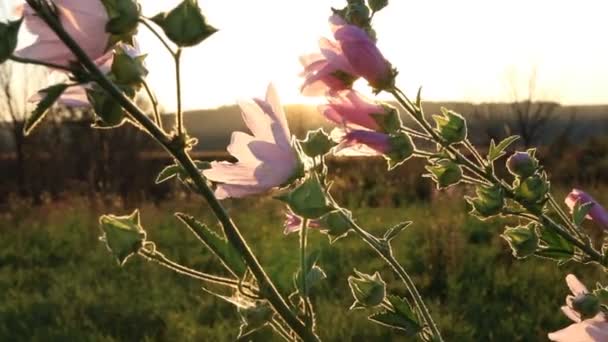 Die Strahlen Des Sonnenuntergangs Durchbrechen Die Wiesenblumen — Stockvideo