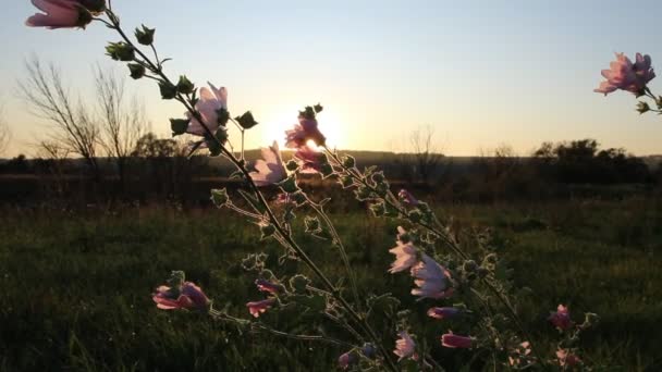 Stralen Van Zonsondergang Breken Door Weide Bloemen — Stockvideo