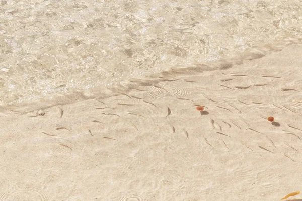 Fischschwärme Brüten Flachem Wasser Natur Hintergrund Die Schatten Der Elritzen — Stockfoto