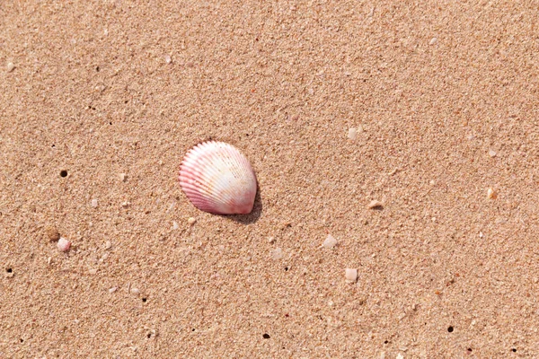 Natural Sand Shell Background Black Sea Shell Coast Lonely Seashell — Stock Photo, Image