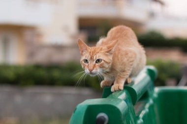 Evsiz Redhead yavru kedi çöp konteyner, tam büyüme portre üzerinde. Kentsel Graffiti Duvar içinde belgili tanımlık geçmiş.
