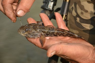 Balık tutmaya. Bir balıkçının avucundaki balıklar