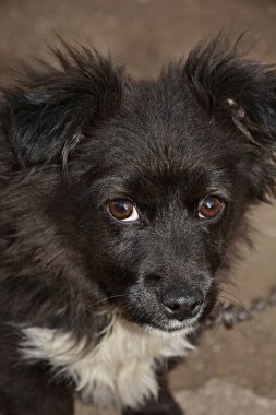 Sokak siyah beyaz köpek