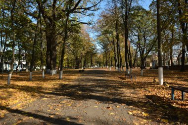 Bir park. Rahatlamak için park yolları