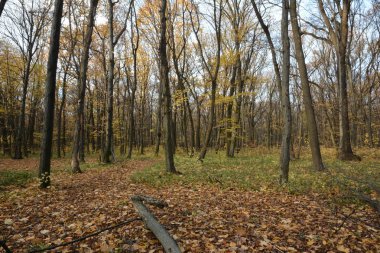 Orman. Dikilmiş ağaçlarla dolu bir açıklık.