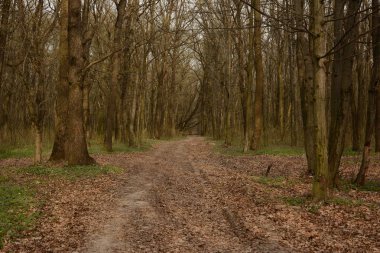 Bahar. Ormanda uyanmak.