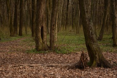 Bahar. Ormanda uyanmak.