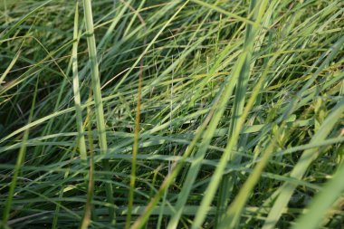 Yeşil çayır. Uzun çimenli ve ağaçlı tarla.