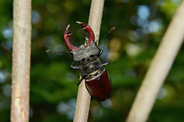 Stag beetle dal