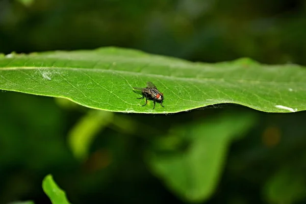 Insectes Dans Herbe Sur Une Feuille — Photo