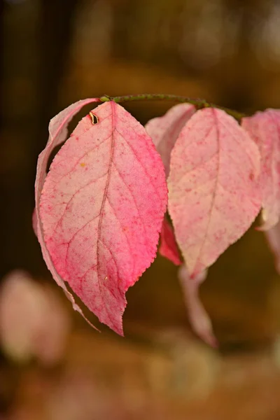 Vallen Geel Rood Blad — Stockfoto