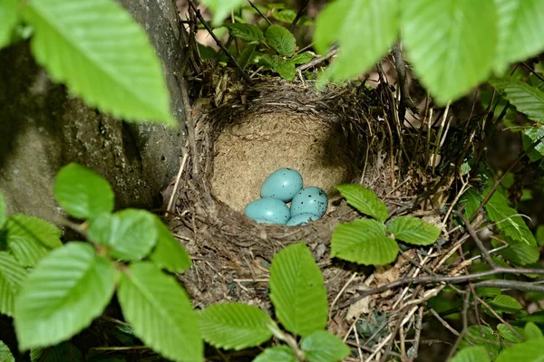 Vogelnest Mit Eiern Wald — Stockfoto