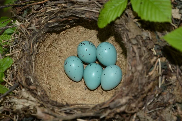 Fågelbo Med Ägg Skogen — Stockfoto