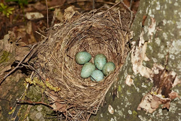 Vogelnest Mit Eiern Wald — Stockfoto