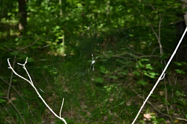 stock image Spring. Web spider in the forest