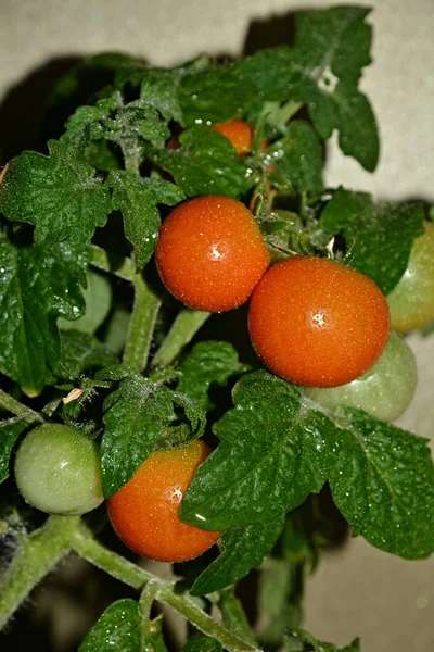Tomater Kruka Fönstret — Stockfoto