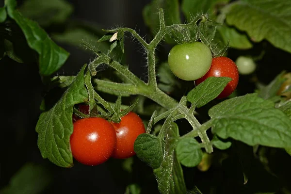 Planttomat Fönstret Röda Tomater — Stockfoto