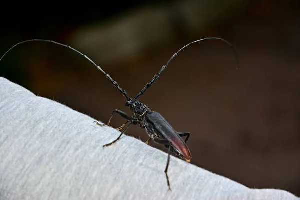 Scarabeo Corteccia Scarabeo Sul Palmo Della Mano — Foto Stock