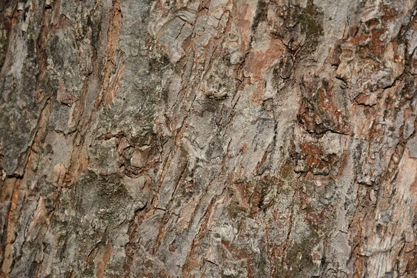 木质部树的背景 — 图库照片