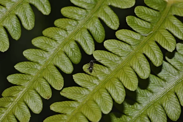 Stengels Van Een Huis Bloem Plant — Stockfoto