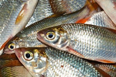 Fisherman's catch. Canlı balık