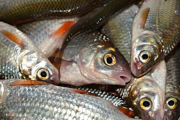 Fisherman Catch Live Fish — Stock Photo, Image