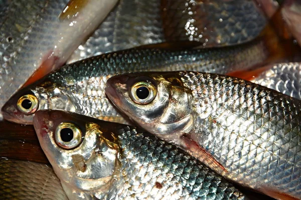 Fisherman Catch Live Fish — Stock Photo, Image