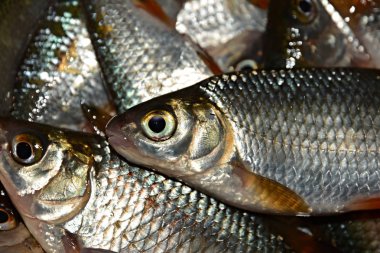 Fisherman's catch. Canlı balık
