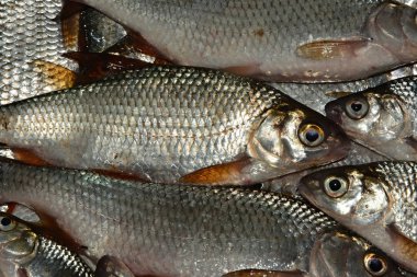 Fisherman's catch. Canlı balık