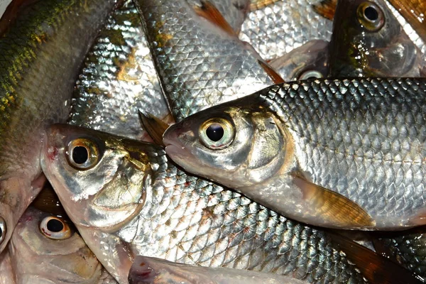 Fisherman Catch Live Fish — Stock Photo, Image