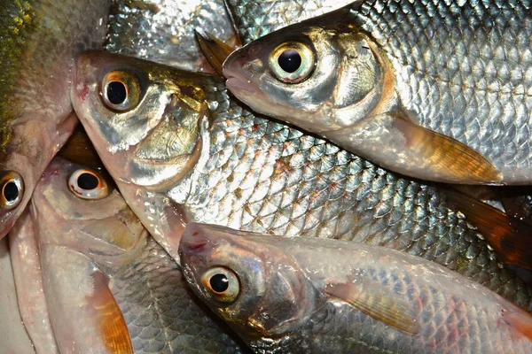 Fisherman Catch Live Fish — Stock Photo, Image