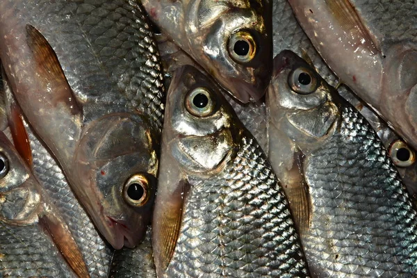 Fisherman Catch Live Fish — Stock Photo, Image