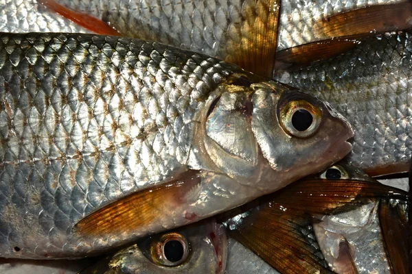 Fisherman Catch Live Fish — Stock Photo, Image