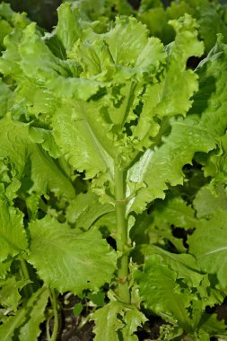 Seradaki marul yaprakları büyüyor.