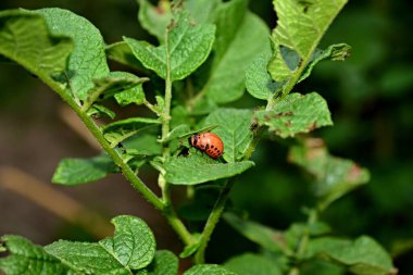 Colorado patates böceği patates çalılığında