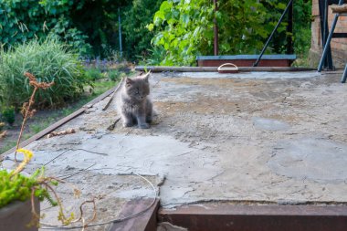 Şirin gri bir kedi yavrusu çimento bir yüzeyde oturuyor, yeşilliklerle çevrili, huzurlu bir açık hava manzarası yaratıyor..
