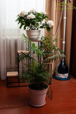 İçinde çeşitli saksı bitkilerinin, bir buharlı tencerenin ve arka planda pencere ve perdenin olduğu ahşap bir rafın olduğu rahat bir sahne..