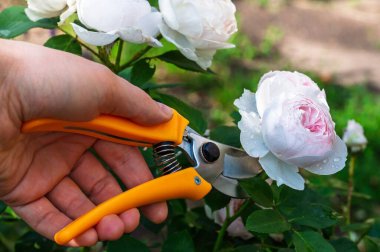 A close-up shot of a hand using pruning shears to trim a beautiful white rose bush in a garden setting. The vibrant colors and detail are stunning.