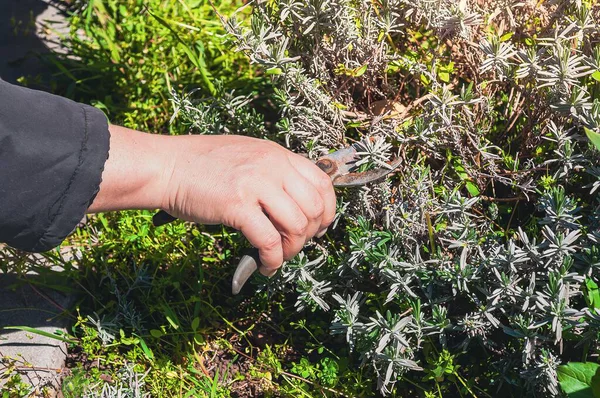 A close-up shot shows a person trimming a lavender plant with pruning shears. Sunlight illuminates the scene in a garden setting.