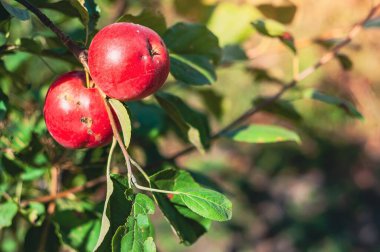İki canlı kırmızı elma, yemyeşil yapraklarla çevrili bir dalda asılı güneşli bir günün yumuşak güneşinde güneşlenerek doğal güzelliği vurguluyorlar..