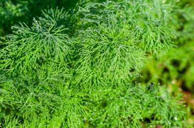Köpüklü su damlacıkları ile taze, yeşil dereotunun yakın çekimi tüylü yapraklarında parlıyor, doğanın güzelliğini ve mutfak zevkini gösteriyor..