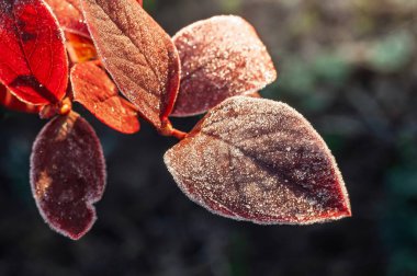 Yumuşak güneş ışığıyla aydınlatılan narin donlarla kaplı canlı kırmızı sonbahar yapraklarının yakın çekimi. Doğal renkler ve dokular çarpıcı mevsimsel görüntüler yaratıyor..