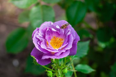 Bir bal arısı canlı mor bir güle yaklaşır, yaprakları güneş ışığında açılır. Yeşiller yemyeşil çiçekleri sarıyor..