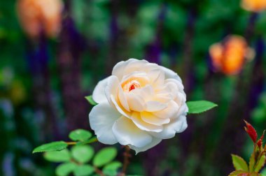 Narin bir krema tomurcuklanmış, yaprakları yavaşça yemyeşil yaprakların bulanık zeminine ve mor ipuçlarına karşı açılır..