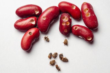 Yakın çekim bir stüdyo çekiminde fasulye bitleri tarafından görünür hasarlı kırmızı fasulye gösteriliyor. Birkaç yetişkin böcek mevcut..