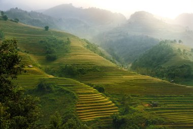 Pirinç tarlaları üzerinde Mu Cang Chai, Yenbai, Vietnam Teras. Vietnam manzaralar